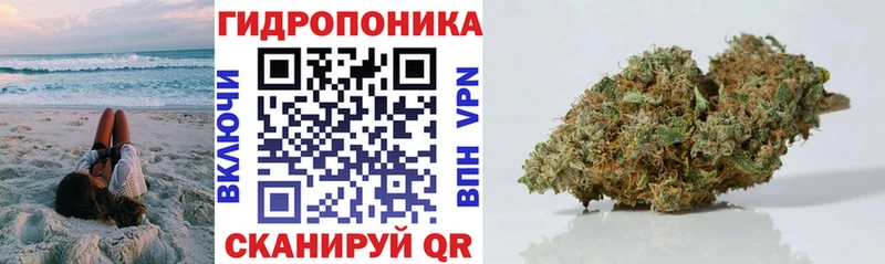 Каннабис OG Kush  Шахты 